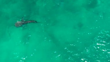 Balina köpekbalığı berrak mavi sularda. Filipinler, Cebu