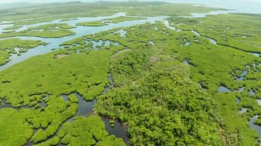 Mangrove 'lar, en iyi manzara. Mangrove ormanı ve dolambaçlı nehirler. Tropik arkaplan