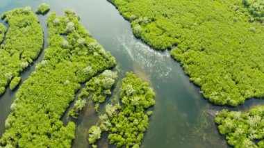 Tropikal mangrov ormanlarındaki nehirlerin havadan görünüşü. Mangrove manzarası, Siargao, Filipinler.