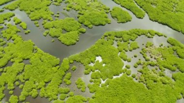 Mangrove ormanları ve nehirleri, üst manzara. Mangrov ağaçlarının tropik arka planı. Filipin doğası.