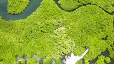 Mangrove 'lar, en iyi manzara. Mangrove ormanı ve dolambaçlı nehirler. Tropik arkaplan