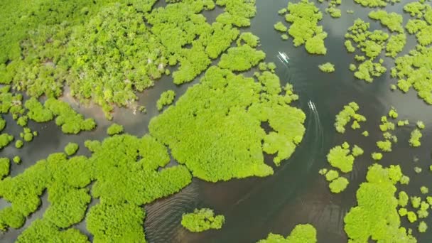 Bosque Tropical Con Manglares Vista Desde Parte Superior Manglares Ríos — Vídeo de stock