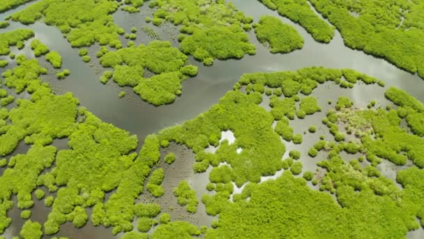 Mangrove Ormanları Nehirleri Üst Manzara Mangrov Ağaçlarının Tropik Arka Planı — Stok video