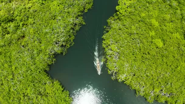 Lodní Plachty Mangrovech Mezi Zelenými Stromy Letecký Výhled Mangrovové Džungle — Stock video