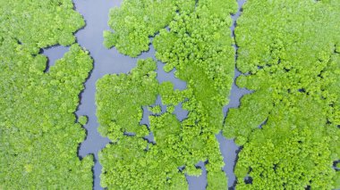 Mangrove 'lar, en iyi manzara. Mangrove ormanı ve dolambaçlı nehirler. Tropik arkaplan