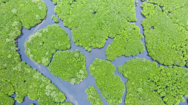 Mangroves Ovanifrån Mangrove Skog Och Slingrande Floder Tropisk Bakgrund — Stockfoto