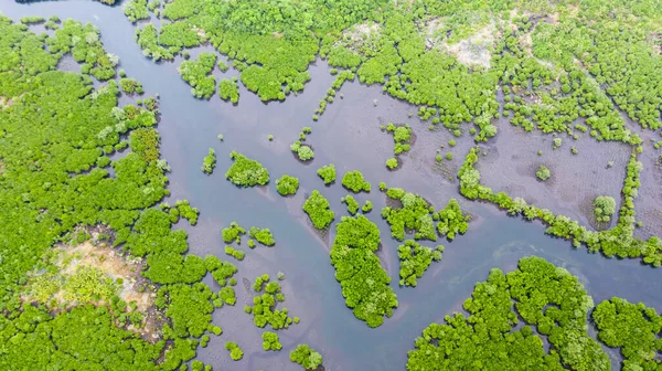 Mangrove forests and rivers, top view. Tropical background of mangrove trees. Philippine nature.
