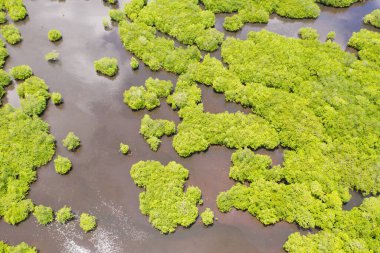 Mangrov ağaçlı tropik orman, tepeden manzara. Mangrovlar ve nehirler. Issız bir bölgede tropik bir manzara..