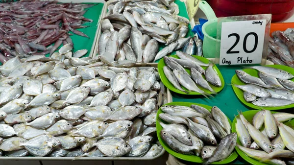 Banyak Ikan Kecil Untuk Dijual Toko Ikan Berbagai Ikan Meja — Stok Foto