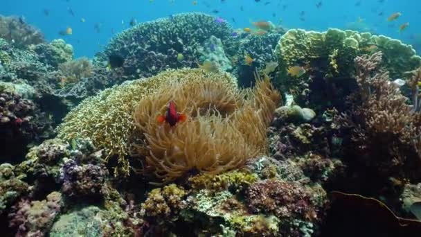 Pez Payaso Anémona Marina Simbiosis Natural Arrecife Coral Con Peces — Vídeo de stock