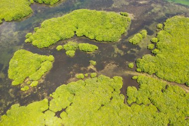 Mangrove 'lar, en iyi manzara. Mangrove ormanı ve dolambaçlı nehirler. Tropik arkaplan