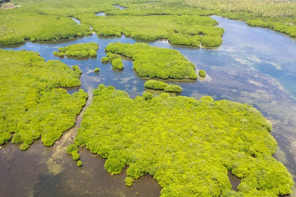 Mangroves Ovanifrån Mangrove Skog Och Slingrande Floder Tropisk Bakgrund — Stockfoto