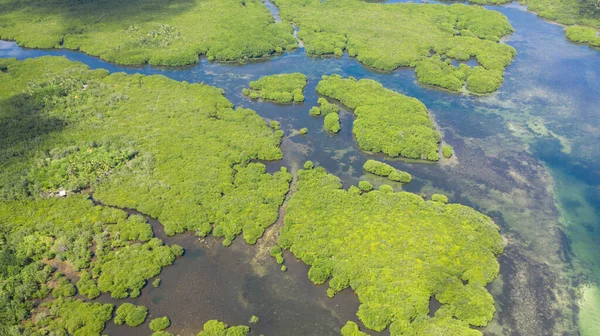 Mangroves Top View Mangrove Forest Winding Rivers Tropical Background — Stock Photo, Image