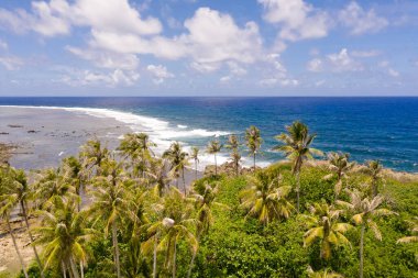 Tropik bir adanın kayalık kıyıları. Siargao, Filipinler. Güneşli havalarda palmiye ağaçlarıyla deniz manzarası. Deniz kenarında hindistan cevizi ağaçları.