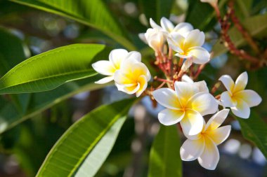 Beyaz frangipani çiçekleri. Çiçek açan tesisat ağacı. Bali 'de çiçekler. Bahçedeki Plumeria.