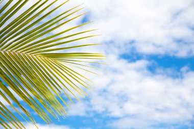 Açık mavi gökyüzüne karşı tek palmiye yaprağı. Mesajınızı eklemek için bir sürü boş alan.