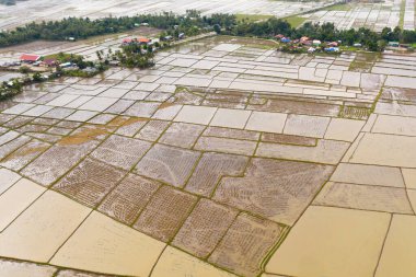 Filipin köyü ve pirinç tarlaları suyla doldu. Çiftlik arazisi, manzarası çok güzel. Pirinç tarlaları pirinç ekmeye hazır..