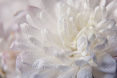 Beyaz çiçek yakın plan. Kasımpatı yaprakları, çiçek arkaplanı..