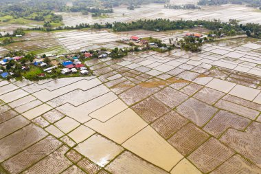 Filipin köyü ve pirinç tarlaları suyla doldu. Luzon adasındaki tarım arazileri.