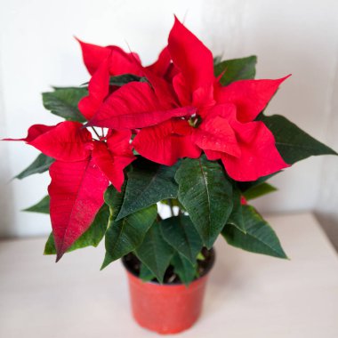 Kırmızı Noktalı Noel bitkisi. Masada yeni yıl çiçeği.