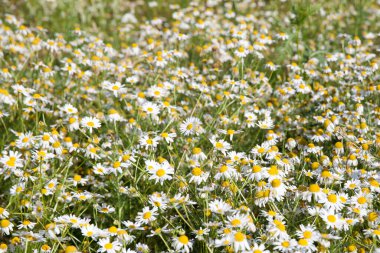 Yazın çiçek açan papatyaları olan çayır. Papatya tarlasının dokusu. Eczane papatya çayı.