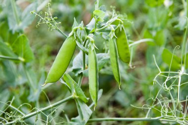 Bir dalda yeşil bezelye kabukları. Bezelye hasadı. Yaz manzarası.