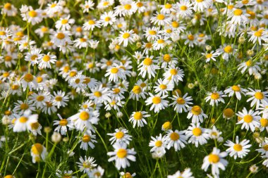 Yazın çiçek açan papatyaları olan çayır. Papatya tarlasının dokusu. Yaz çiçekleri.