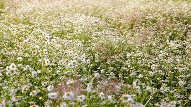 Yazın çiçek açan papatyaları olan çayır. Papatya tarlasının dokusu. Yaz çiçekleri.