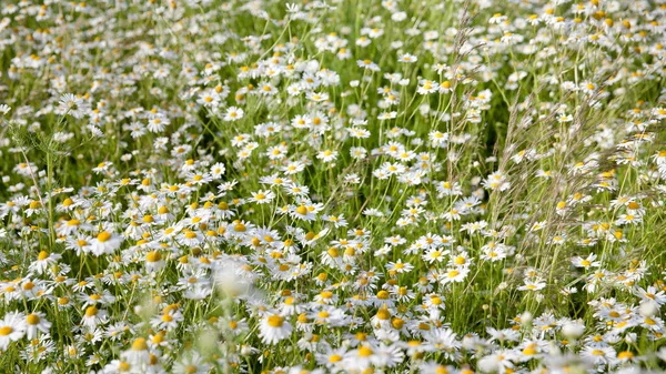 Monte Margaridas Campo Vista Superior Flores Daisy Selvagens Verão — Fotografia de Stock