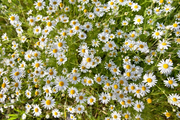 多くのフィールドの日当たりの良い トップビュー 夏の野生のデイジーの花 — ストック写真