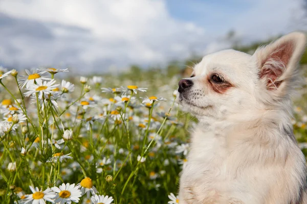 Chihuahua dog sniffs field daisies in the meadow in the summer. White Chihuahua.