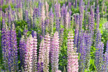 Çiçek açan lupin çiçekleri. Lupin tarlası. Çayırda mor ve pembe lupin. Bir sürü renkli lupinli yaz çiçeği arka planı. Çiçek açan lupin çiçekleri.