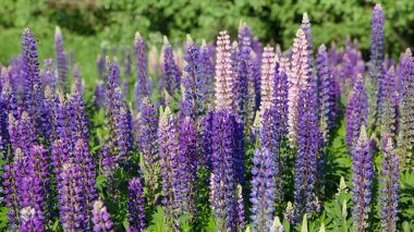 Çiçek açan lupin çiçekleri. Lupin tarlası. Çayırda mor ve pembe lupin. Bir sürü renkli lupinli yaz çiçeği arka planı. Çiçek açan lupin çiçekleri.