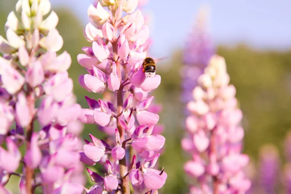 Abelha Esburacada Voando Torno Flores Tremoço Violeta Tremoço Abelha Paisagem — Fotografia de Stock