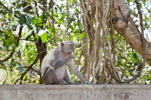 Πορτρέτο Της Παλιάς Μαϊμούς Είναι Απρόσεκτη Και Κάθεται Στο Φράχτη — Φωτογραφία Αρχείου