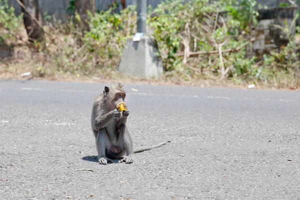 1つのサルは 道路の果物を食べて座っている 猿はマンゴーを食べている — ストック写真