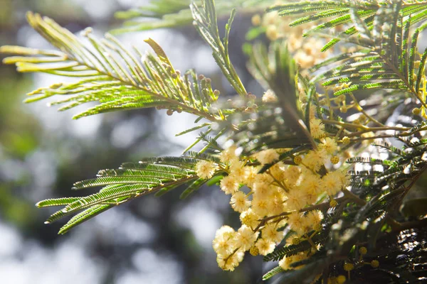 Çiçekli Mimoza Ağacı Dalı Açan Akasya — Stok fotoğraf