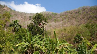 Dağın tepesinde tropik ağaçlar. Güneşli bir günde Tropik Orman.
