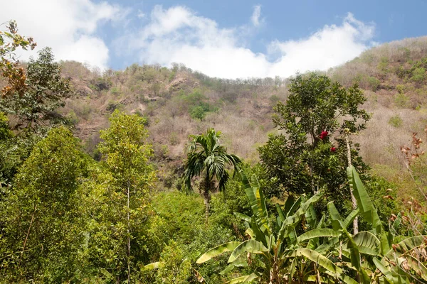 Tropical Trees Top Mountain Tropical Forest Sunny Day — Stock Photo, Image