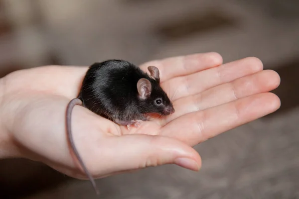 Ποντίκι Στα Χέρια Ενός Κοριτσιού Μαύρο Ποντίκι — Φωτογραφία Αρχείου