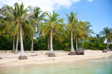 Beyaz kumsal ve palmiye ağaçları. Terk edilmiş kumsal. Caramoan Adaları, Filipinler.