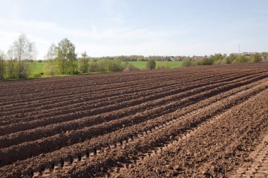 Tarlada izler var. Kırsalda sürülmüş patates tarlası. Rusya 'da tarım alanları.