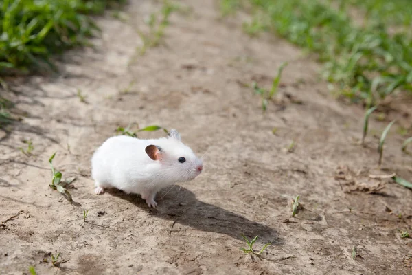 Weißhamsterwanderung Draußen Feldhamster Aus Nächster Nähe — Stockfoto