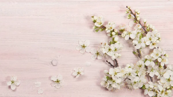 Plommon Blommor Trä Bakgrund Vårens Bakgrund Stockfoto