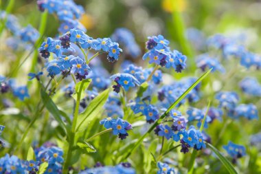 Bir grup unutkanlık. Yaz çayırında mavi çiçekler