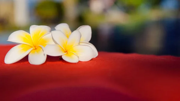 Flores Brancas Frangipani Tecido Vermelho Descanso Ásia — Fotografia de Stock