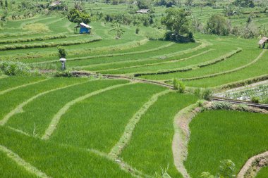 Teras pirinç tarlaları, Bali, Endonezya. Pirinç ekimi, yeşil tarlalı Asya manzarası