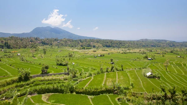 Gyönyörű Táj Rizsföldek Hegyek Teraszos Rizsföldek Bali Indonézia Rizsteraszok Egy — Stock Fotó