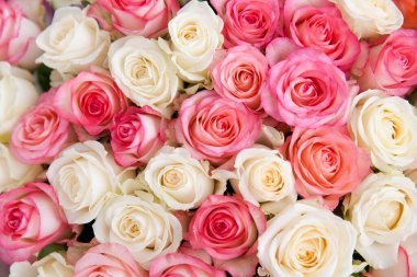 Beyaz ve pembe güller, yakın plan. Büyük bir buket gül. Güllerin arkaplanı.