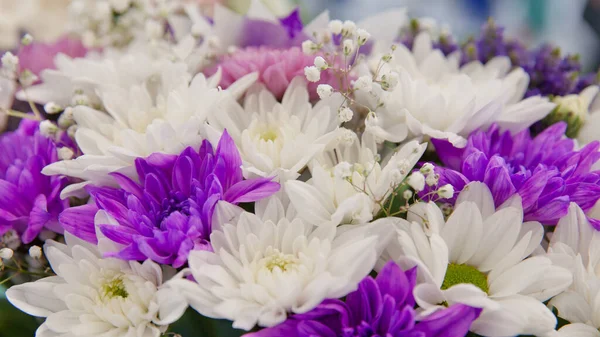 Floral Background White Purple Chrysanthemums Closeup Violet Chrysanthemum Flower Background — Stock Photo, Image